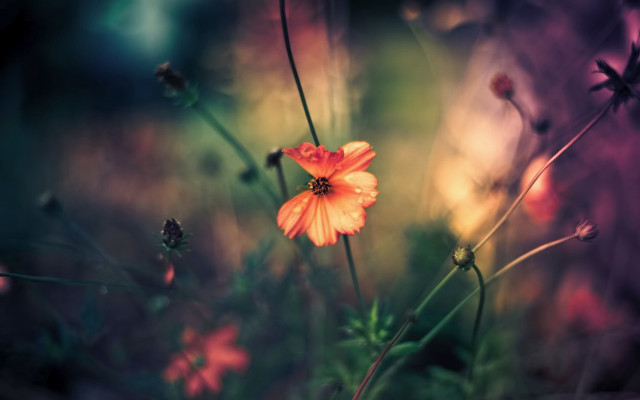 Flower grass background bokeh nature free wallpaper for desktop - medium preview image