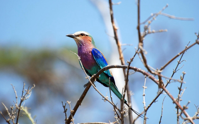 Colorful bird on branch sky free wallpaper for desktop - medium preview image