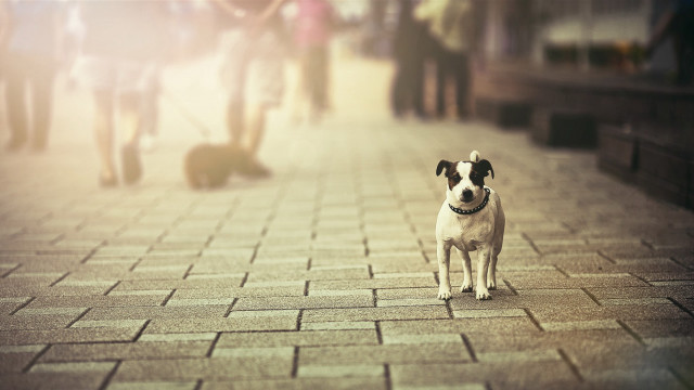 Dog walking brick sidewalk tiltshift free wallpaper for desktop - medium preview image