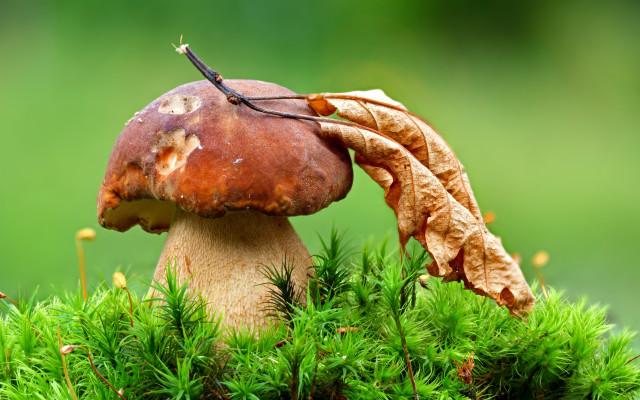 Mushroom leaf forest green nature free wallpaper for desktop - medium preview image