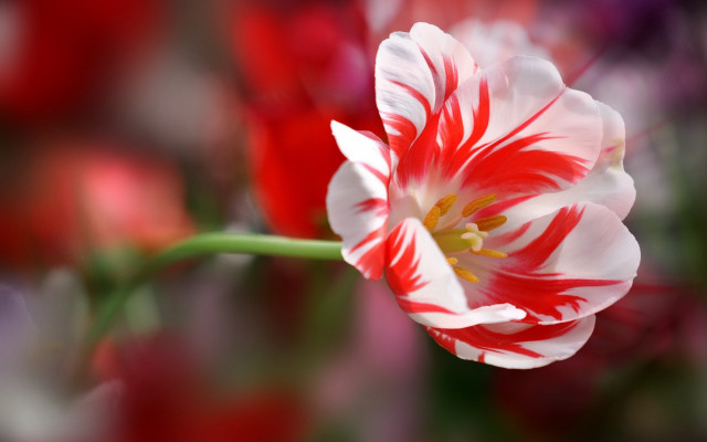 Red white flower bokeh macro free wallpaper for desktop - medium preview image