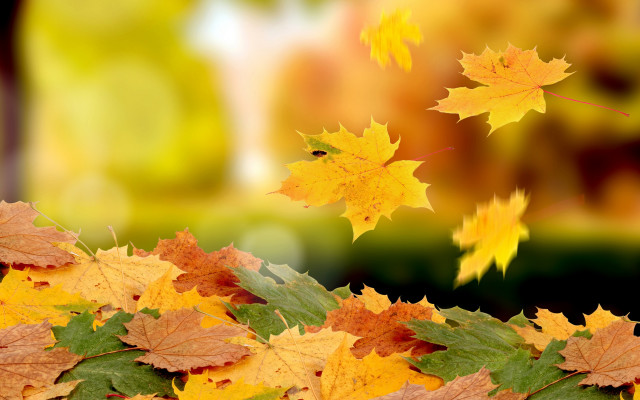 Autumn leaves flying blurry background free wallpaper for desktop - medium preview image