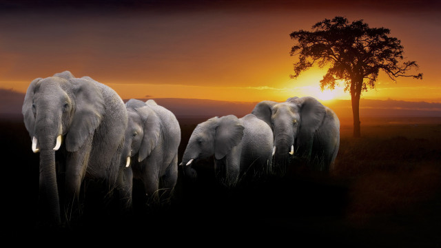 Elephants sunset matte photography wildlife free wallpaper for desktop - medium preview image