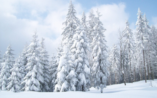 Snowy forest blue sky matte free wallpaper for desktop - medium preview image