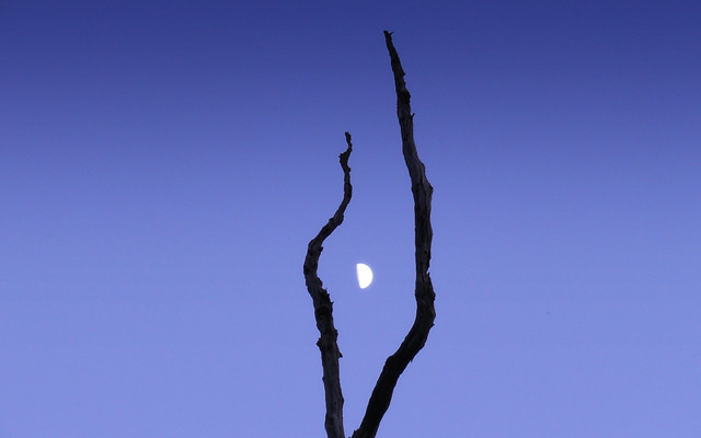Tree branch half moon blue free wallpaper for desktop - medium preview image