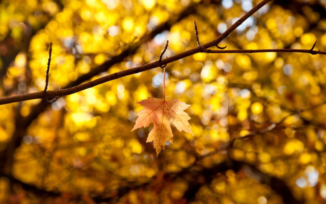 Leaf autumn fire bokeh outdoors free wallpaper for desktop - medium preview image