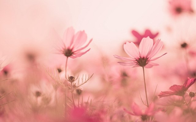Pink flower field sunset spider free wallpaper for desktop - medium preview image