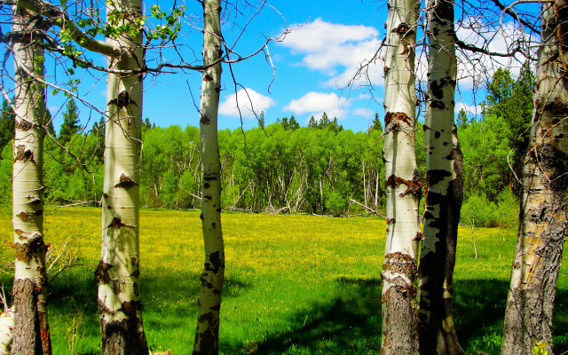 Field trees clouds saturated impressionist free wallpaper for desktop - medium preview image
