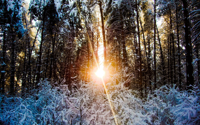 Sunlight snowy forest trees night free wallpaper for desktop - medium preview image