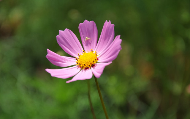 Pink flower hydrangea lotus grass free wallpaper for desktop - medium preview image
