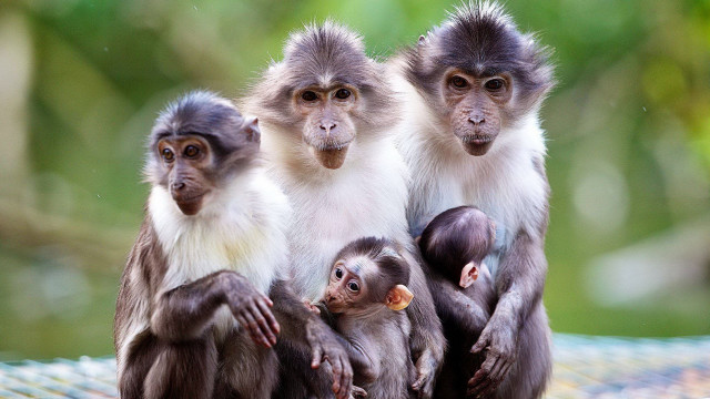 Monkeys puzzle outdoors blurry depth free wallpaper for desktop - medium preview image