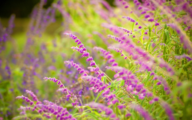 Purple flower field bokeh shallow #2 free wallpaper for desktop - medium preview image