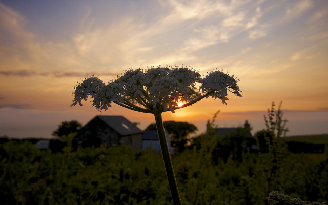 Flower sunset clouds house ecological free wallpaper for desktop - medium preview image