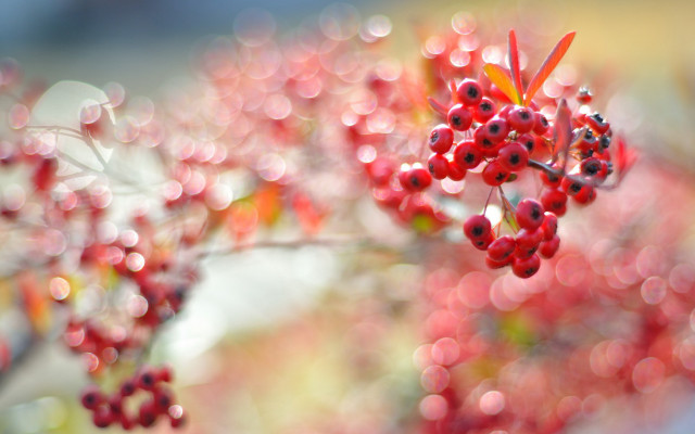 Berries water droplets bokeh cherry free wallpaper for desktop - medium preview image