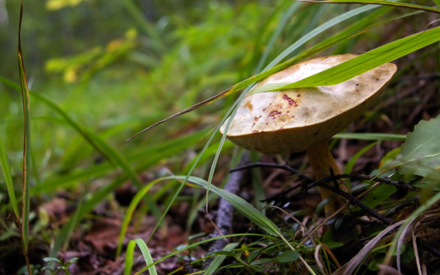 Mushroom grass leafy branch bokeh free wallpaper for desktop - medium preview image