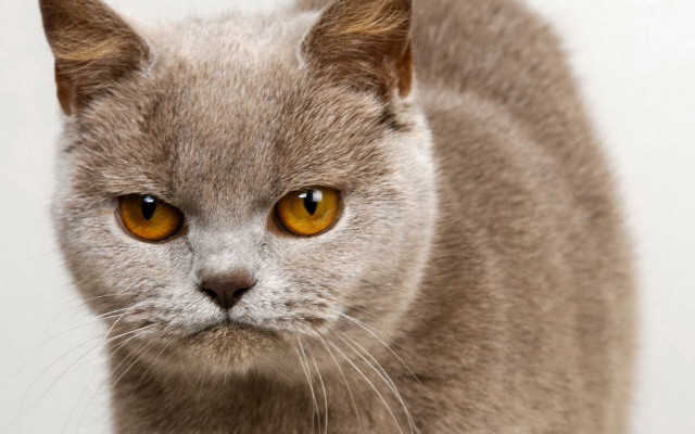 Cat yellow eyes photorealistic angry free wallpaper for desktop - medium preview image