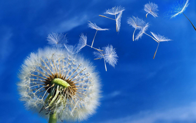 Dandelion wind blue sky macro free wallpaper for desktop - medium preview image