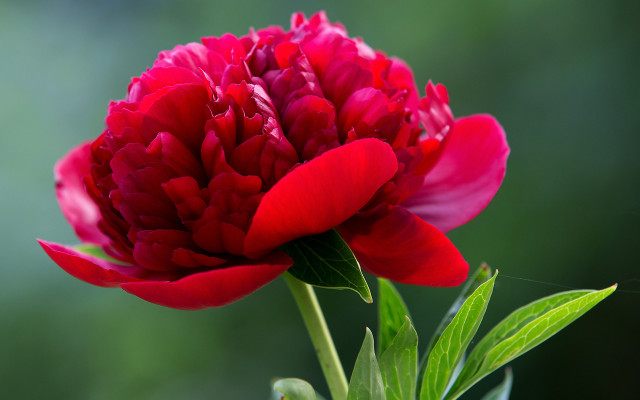 Red flower green stem blurry free wallpaper for desktop - medium preview image