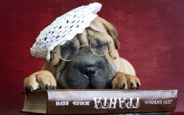 Dog glasses hat book bear free wallpaper for desktop - medium preview image