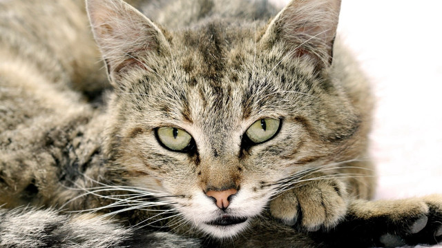 Cat green eyes laying blanket free wallpaper for desktop - medium preview image