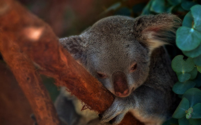 Koala sitting on branch australian free wallpaper for desktop - medium preview image