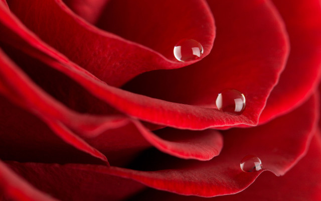 Red rose water droplets macro #11 free wallpaper for desktop - medium preview image