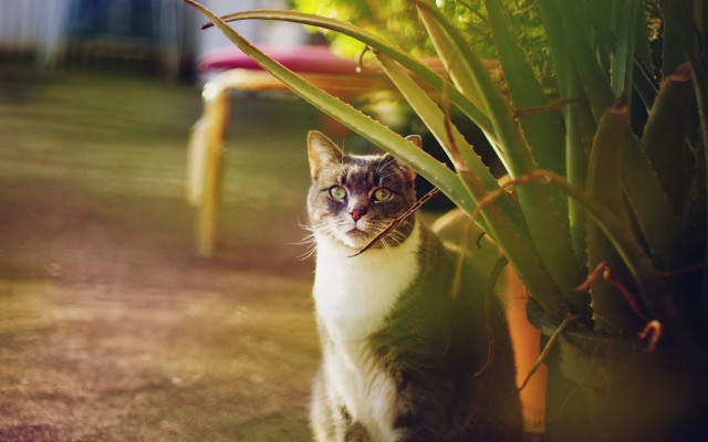 Cat grass plant chair blurry free wallpaper for desktop - medium preview image
