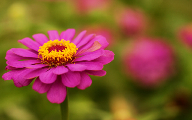Purple flower yellow center pink free wallpaper for desktop - medium preview image