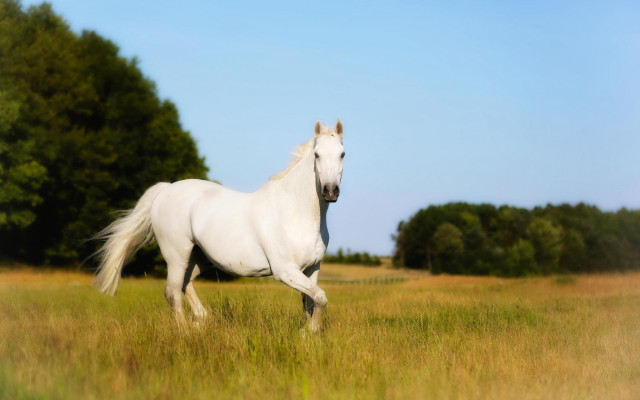 White horse field trees blue free wallpaper for desktop - medium preview image