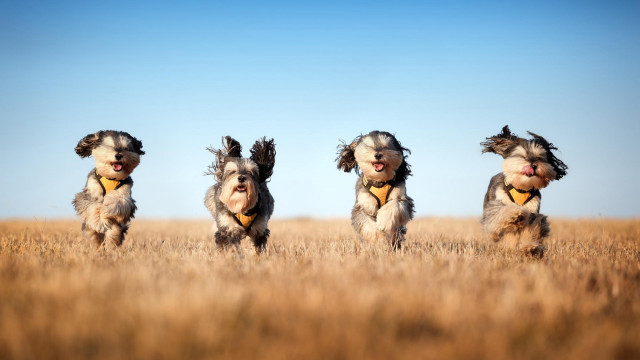 Three dogs running field open free wallpaper for desktop - medium preview image