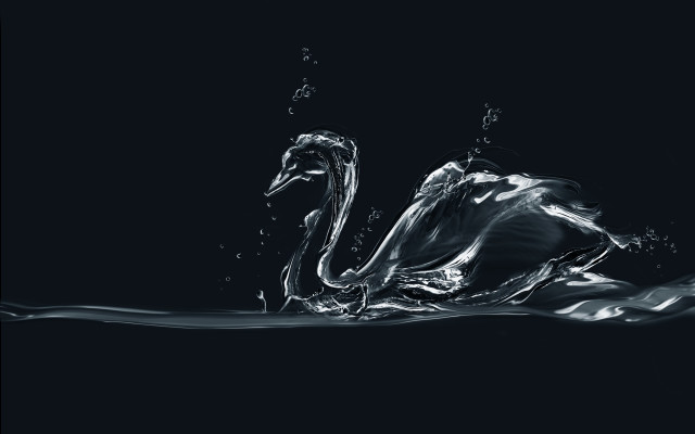 Swan water black background white free wallpaper for desktop - medium preview image