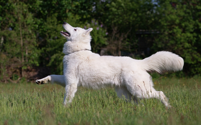 White dog playing field bush free wallpaper for desktop - medium preview image