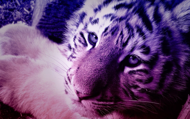 White tiger white cat pillow free wallpaper for desktop - medium preview image