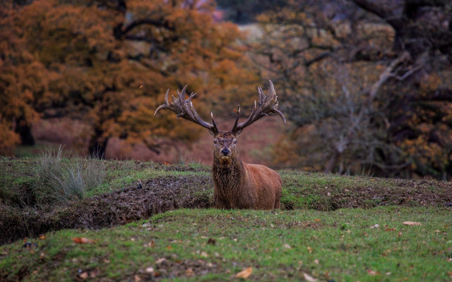 Deer field trees grass leaves #2 free wallpaper for desktop - medium preview image