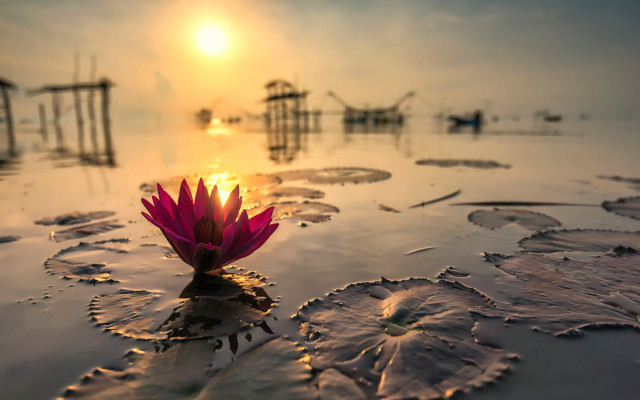 Pink flower water sunset sky free wallpaper for desktop - medium preview image