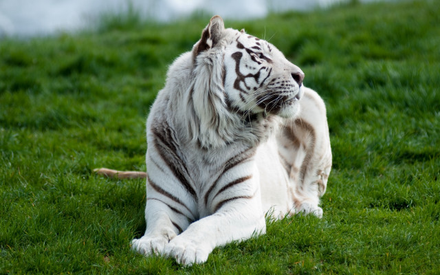 White tiger sitting green field free wallpaper for desktop - medium preview image