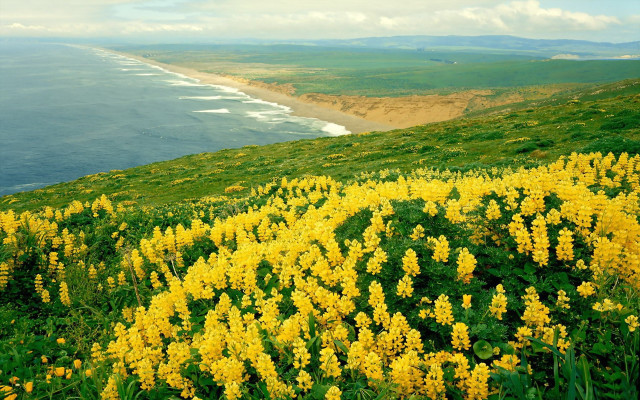 Yellow flower ocean horizon beach free wallpaper for desktop - medium preview image