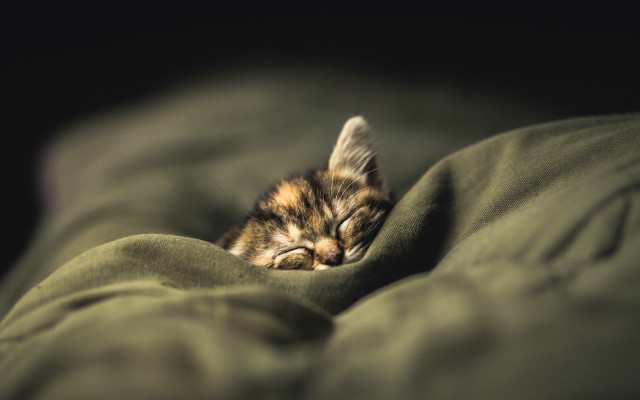 Tiny kitten green blanket microscopic free wallpaper for desktop - medium preview image