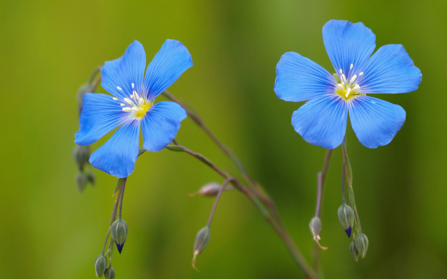 Blue flower butterfly macro closeup free wallpaper for desktop - medium preview image