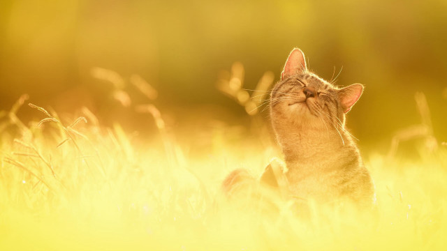 Cat field sunset sky fire free wallpaper for desktop - medium preview image