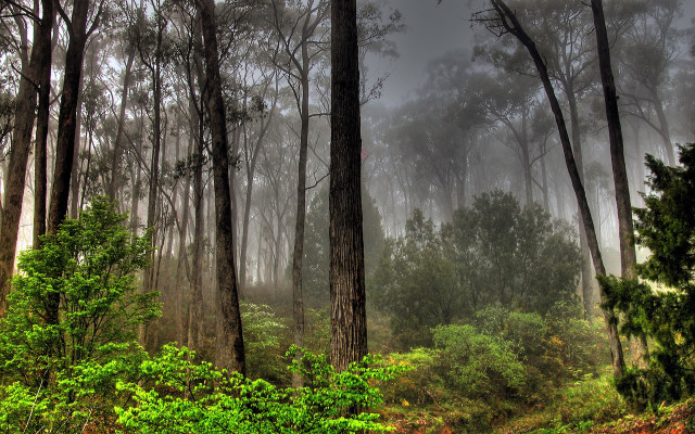 Foggy forest trees bushes woods free wallpaper for desktop - medium preview image