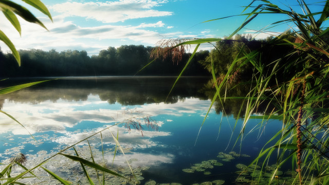 Lake clouds water plants trees free wallpaper for desktop - medium preview image