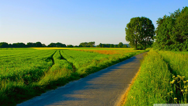 Road grass field yellow flowers free wallpaper for desktop - medium preview image