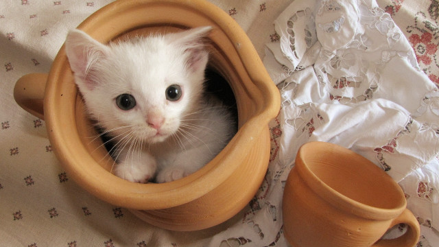 White kitten wooden bowl cup free wallpaper for desktop - medium preview image