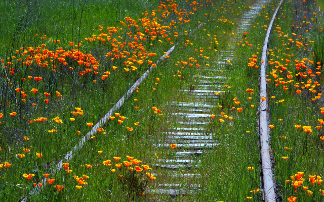 Train field flowers grass rail free wallpaper for desktop - medium preview image