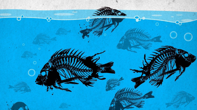 Fish skeleton ocean surfboard ecological free wallpaper for desktop - medium preview image