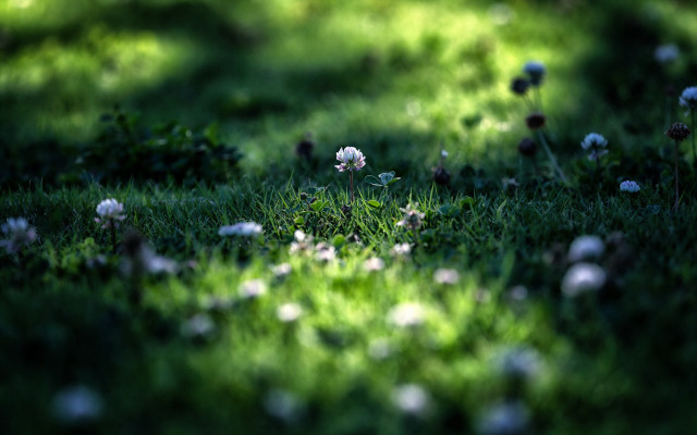 Grass white flowers light shine free wallpaper for desktop - medium preview image