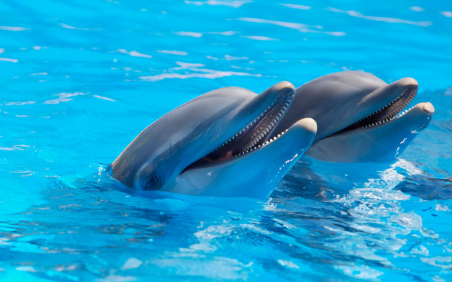 Dolphins swimming pool open mouthed free wallpaper for desktop - medium preview image