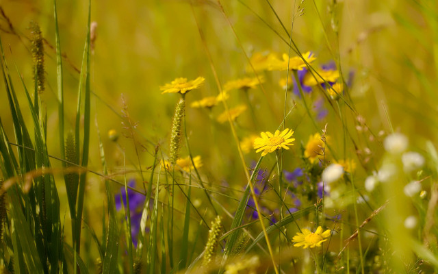 Yellow sunset flower field nature free wallpaper for desktop - medium preview image
