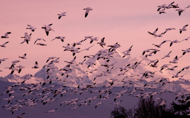 Birds sunset mountain pink sky free wallpaper for desktop - medium preview image